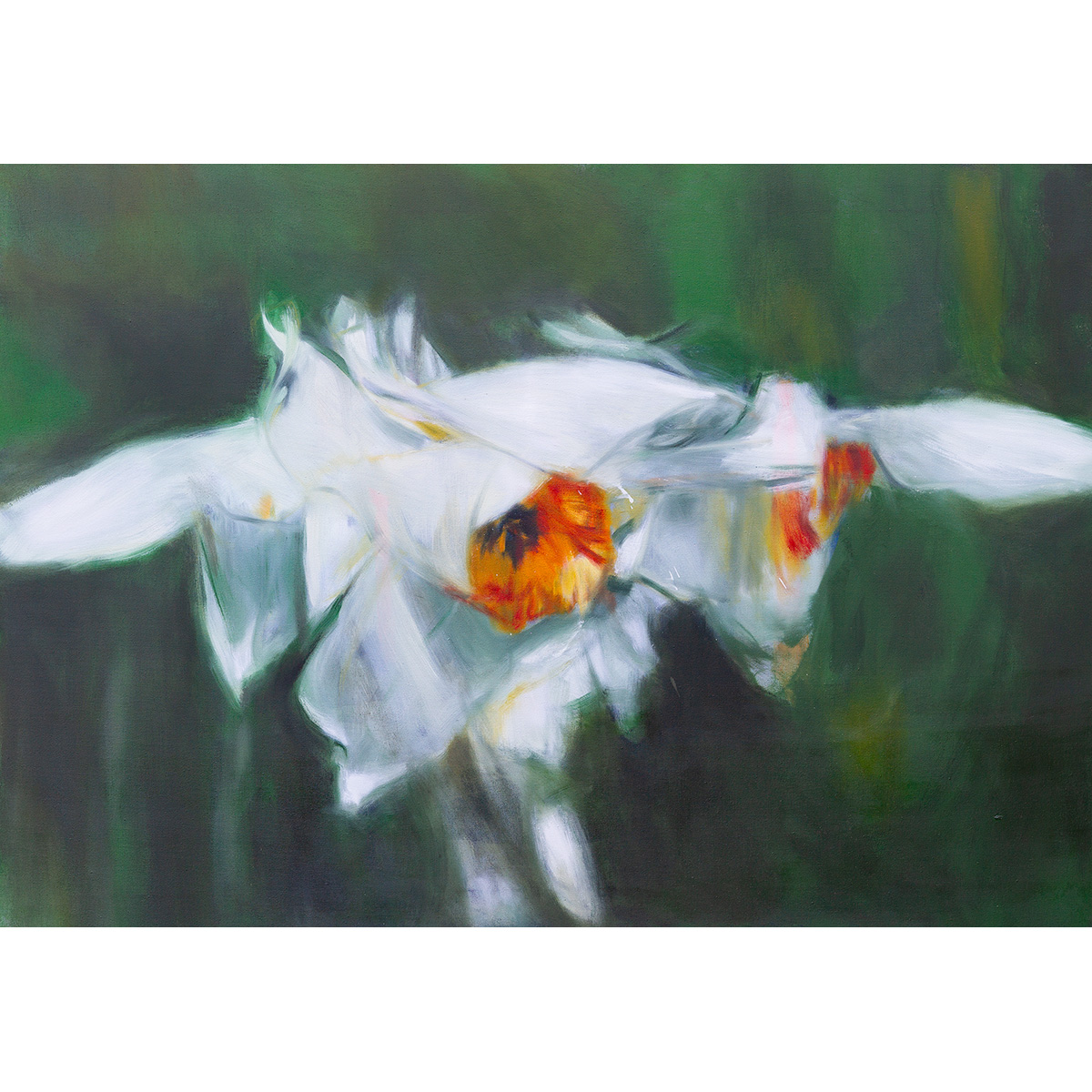 Narcissus