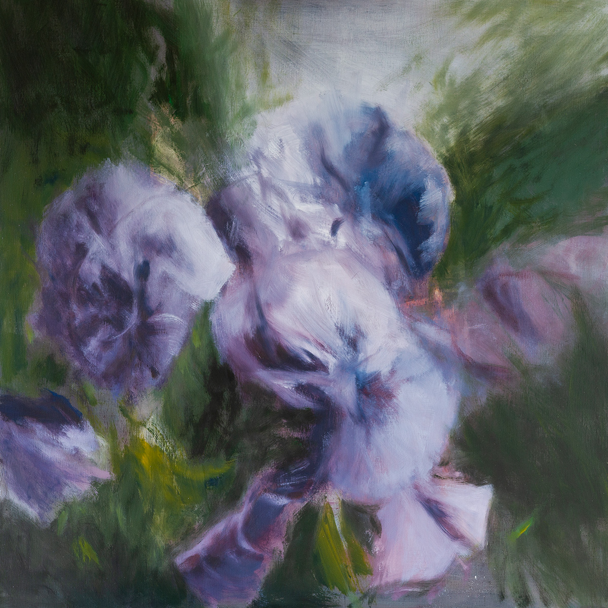 Viola